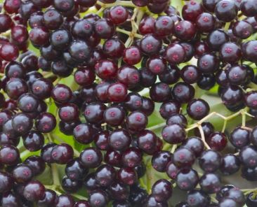 natural_food_colors_inspired_by_garden-fresh_beaut_32489101_featured