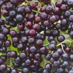 natural_food_colors_inspired_by_garden-fresh_beaut_32489101_featured